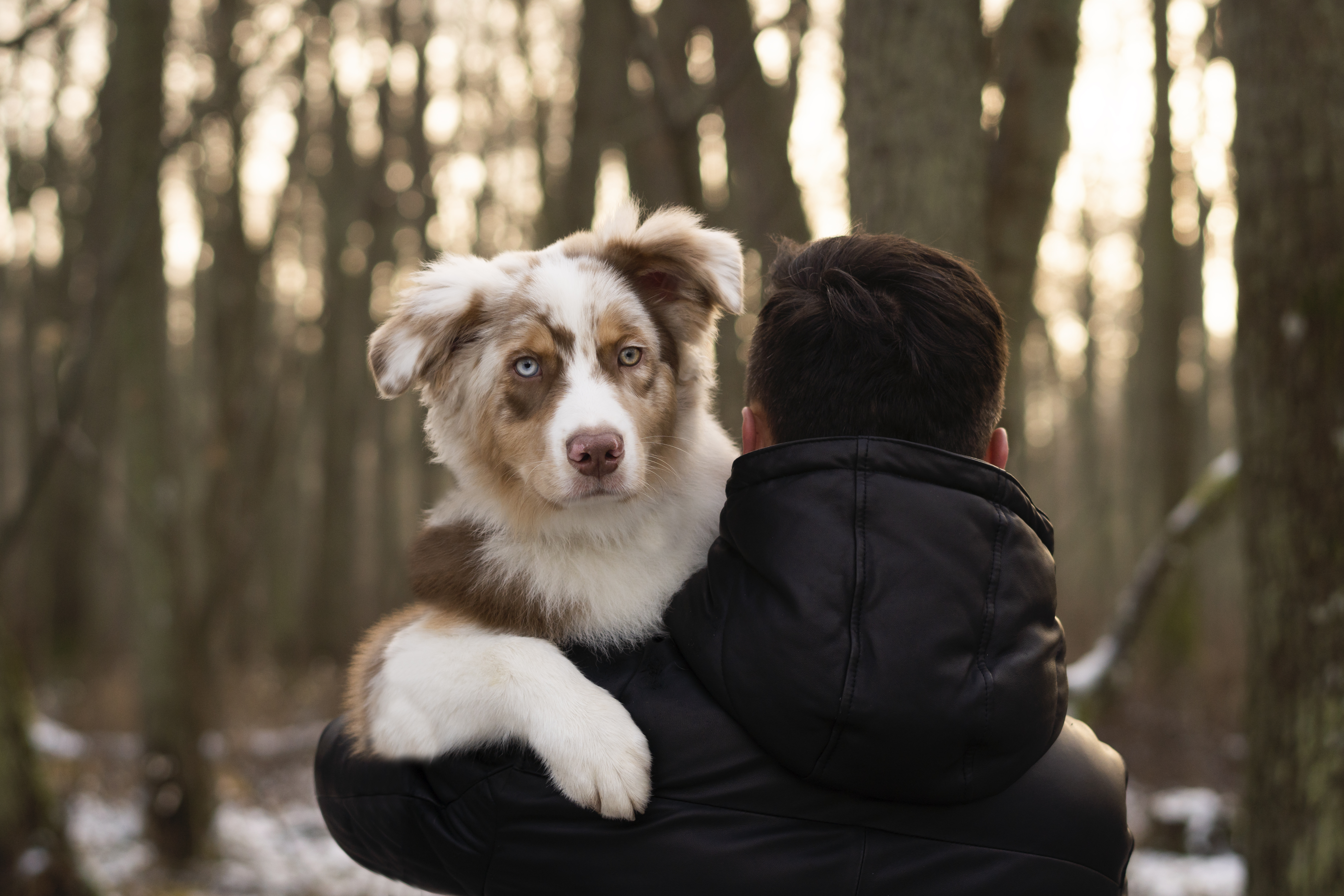 Aussie Welpe mit Besitzer