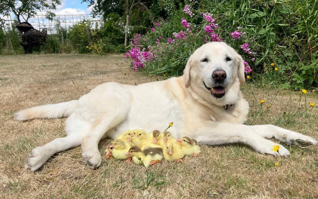 Hund mit Entenbabys
