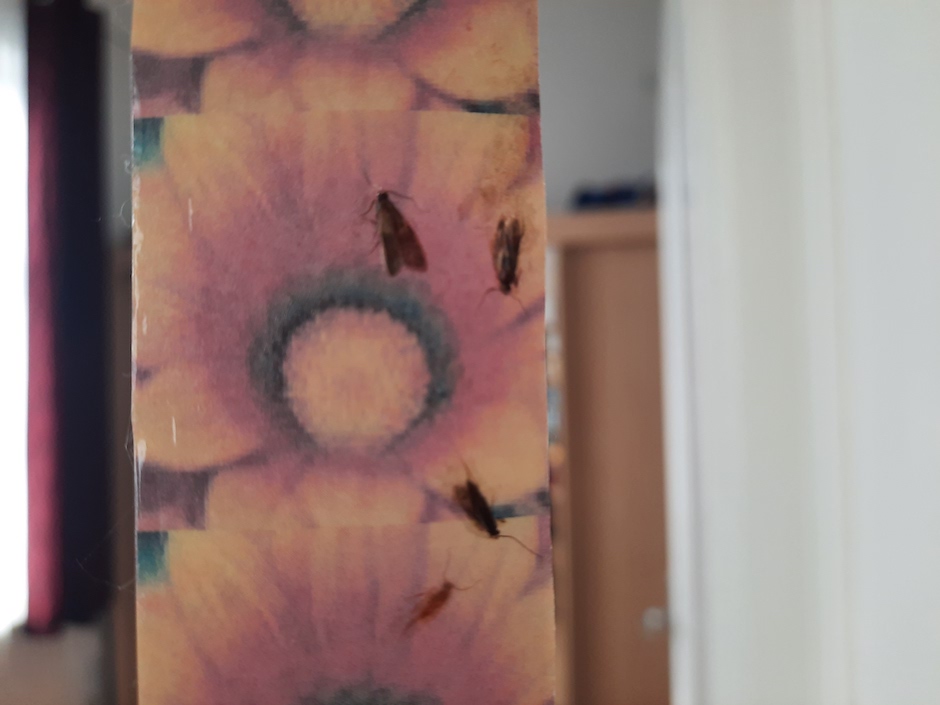 Insekten