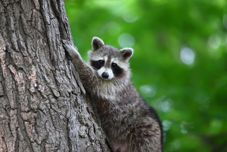 Kleiner Waschbär klammert sich an einen Baum | Credit: iStock.com/bukharova