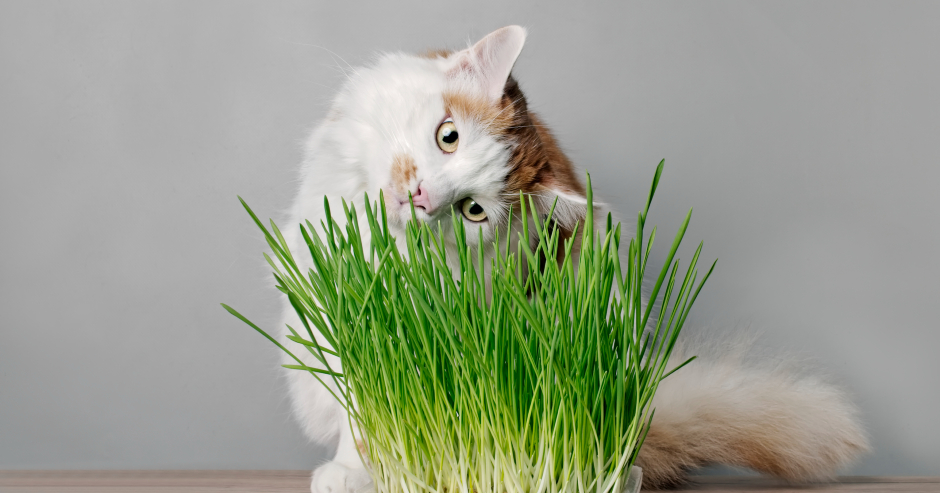 Katze knabbert Katzengras | Credit: iStock.com/Lightspruch
