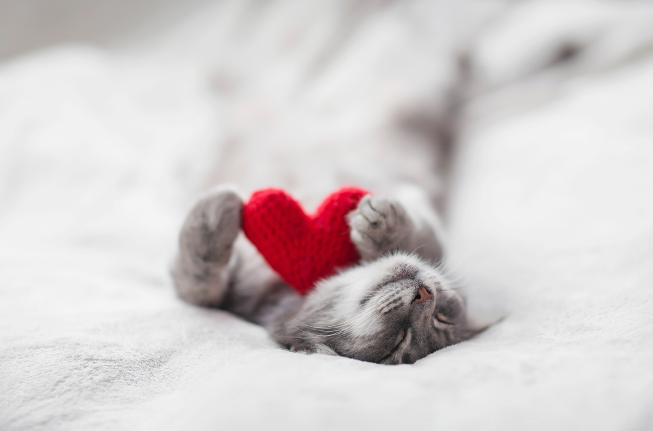 Kleine Katze schläft auf einer weichen Decke | Credit: iStock.com/Nataba