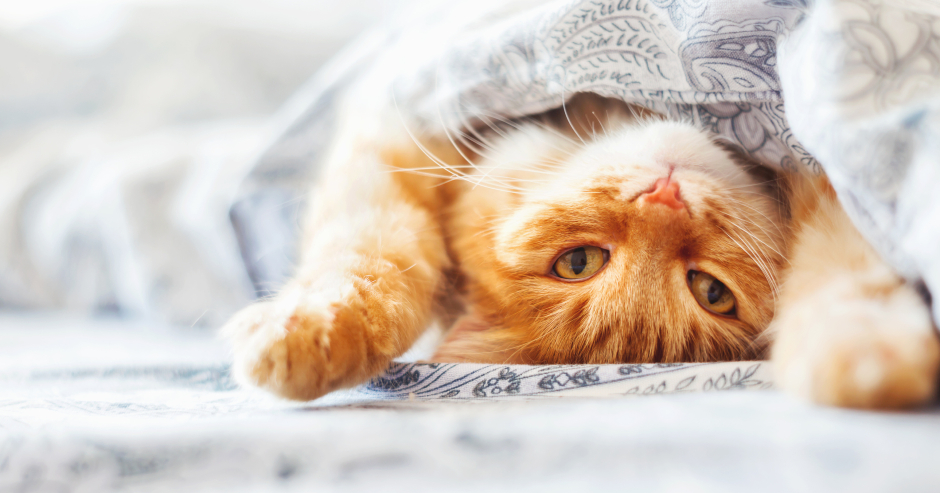 Katze streckt sich genüsslich im Bett ihres Besitzers | Credit: iStock.com/Aksenovko