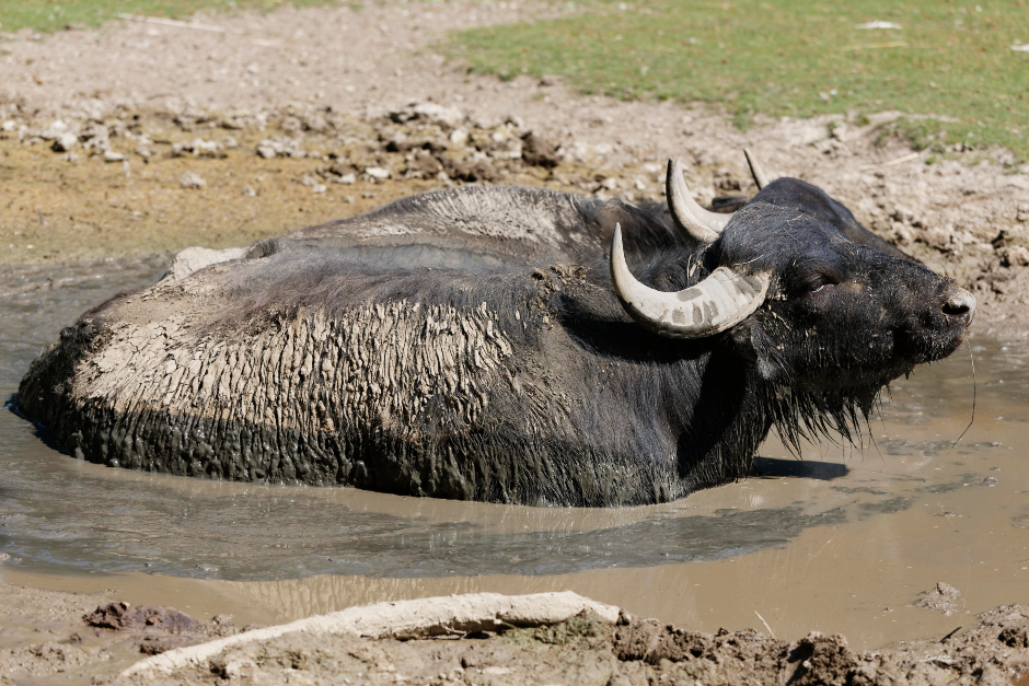 Wasserbüffel | Credit: Martin Siepmann / imageBROKER / picturedesk.com