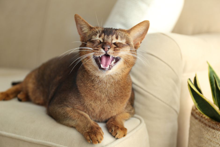 Katze beim herzhaften Gähnen | Credit: iStock.com/Liudmila Chernetska