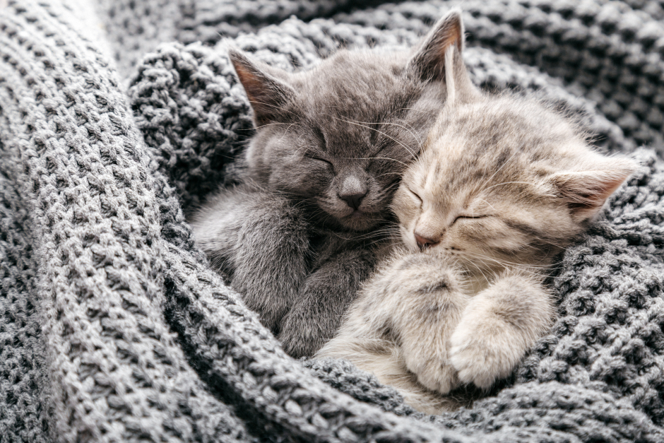 Zwei kleine Kätzchen schlafen in eine Decke eingehüllt | Credit: iStock.com/Beton studio