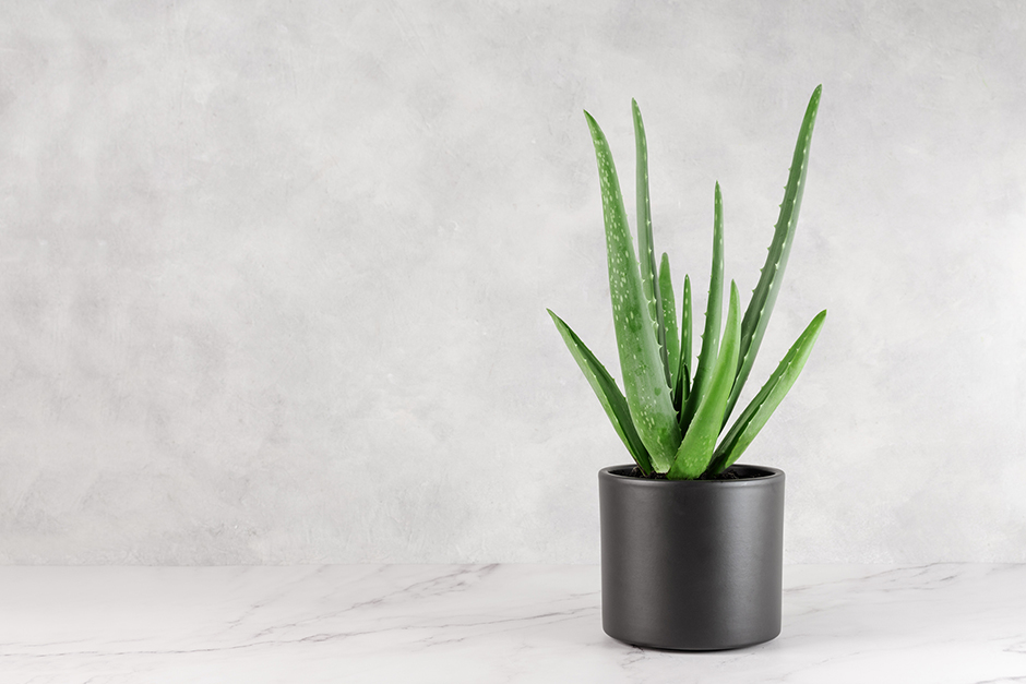 Aloe Vera im Topf | Credit: iStock.com/Inna Dodor