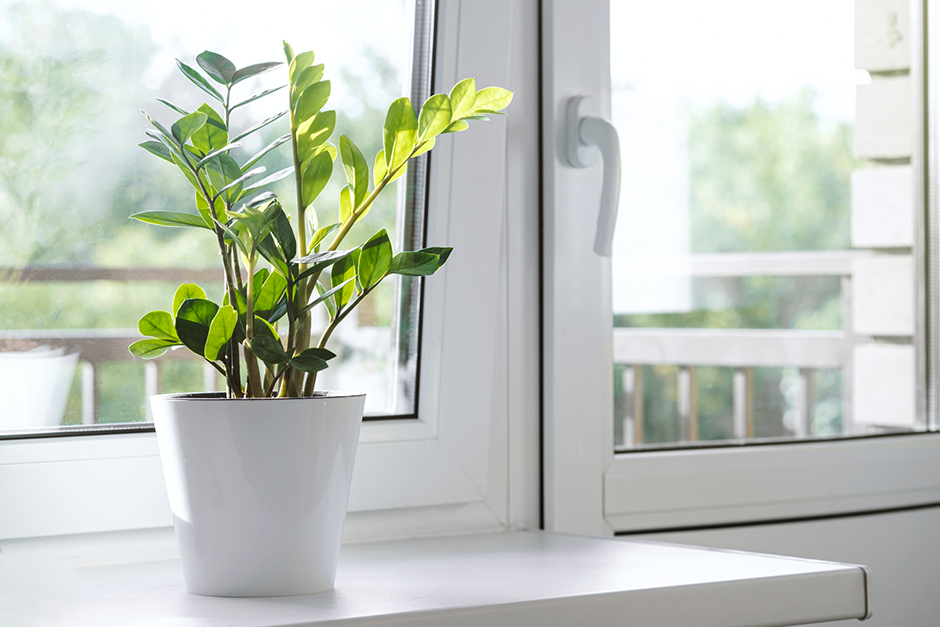 Glücksfeder auf der Fensterbank | Credit: iStock.com/Kseniia Soloveva