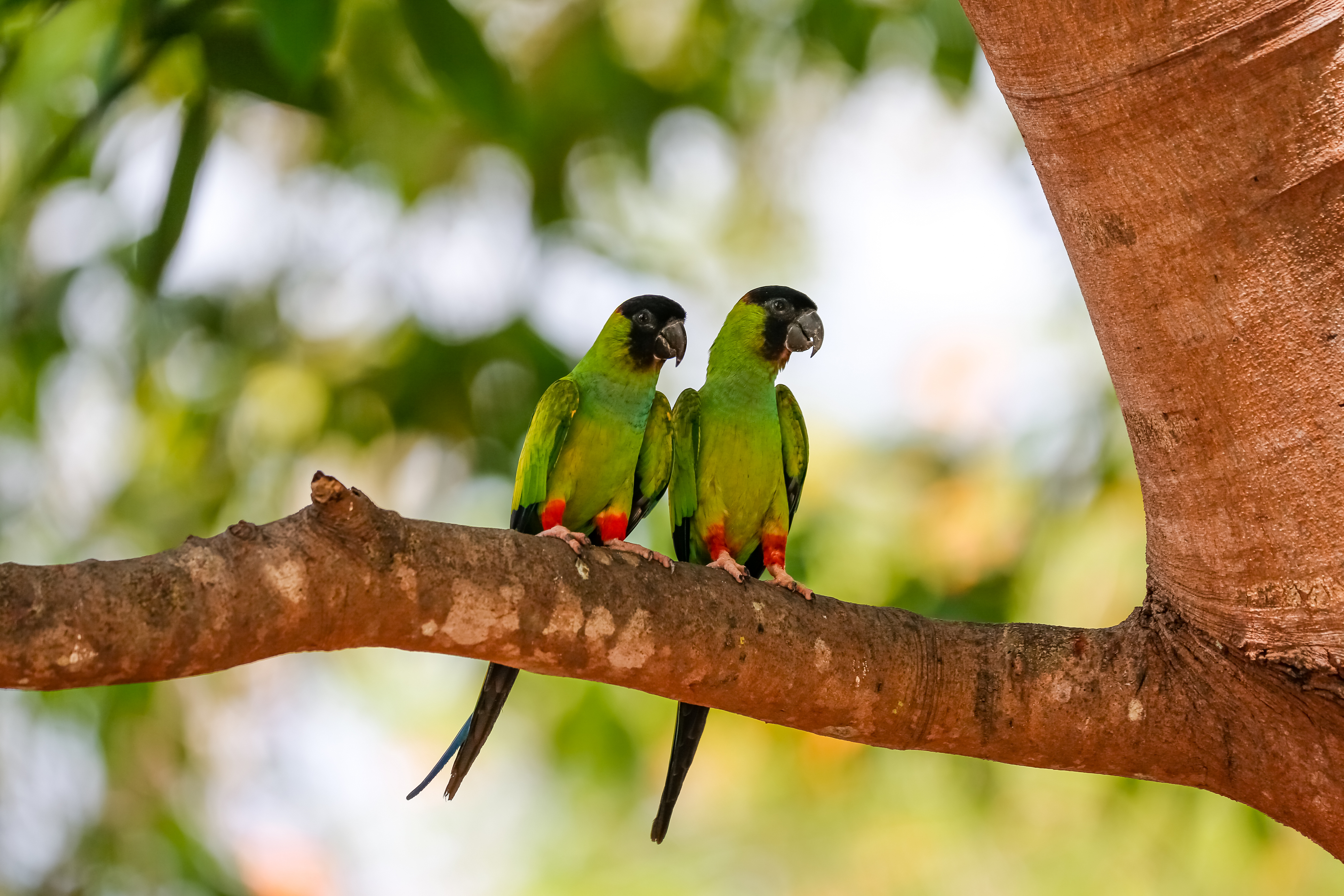 Keilschwanzsittiche sind auf Aruba heimisch. | Credit: iStock.com/ Uwe-Bergwitz