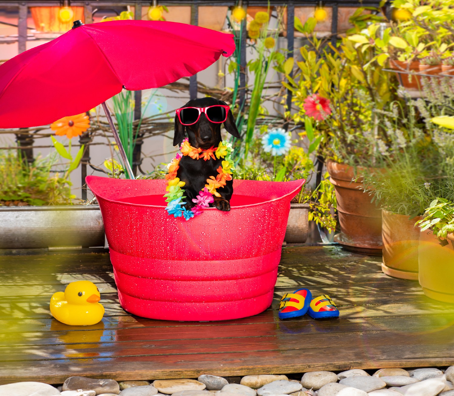 Hund sitzt in Wanne auf einem Balkon | Credit: iStock.com/damedeeso