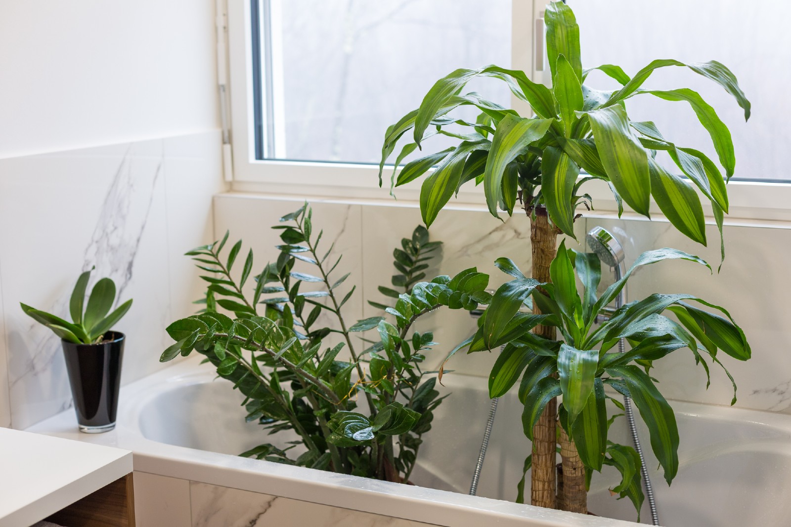 Pflanzen stehen in einer Badewanne | Credit: iStock.com/Jasmina81