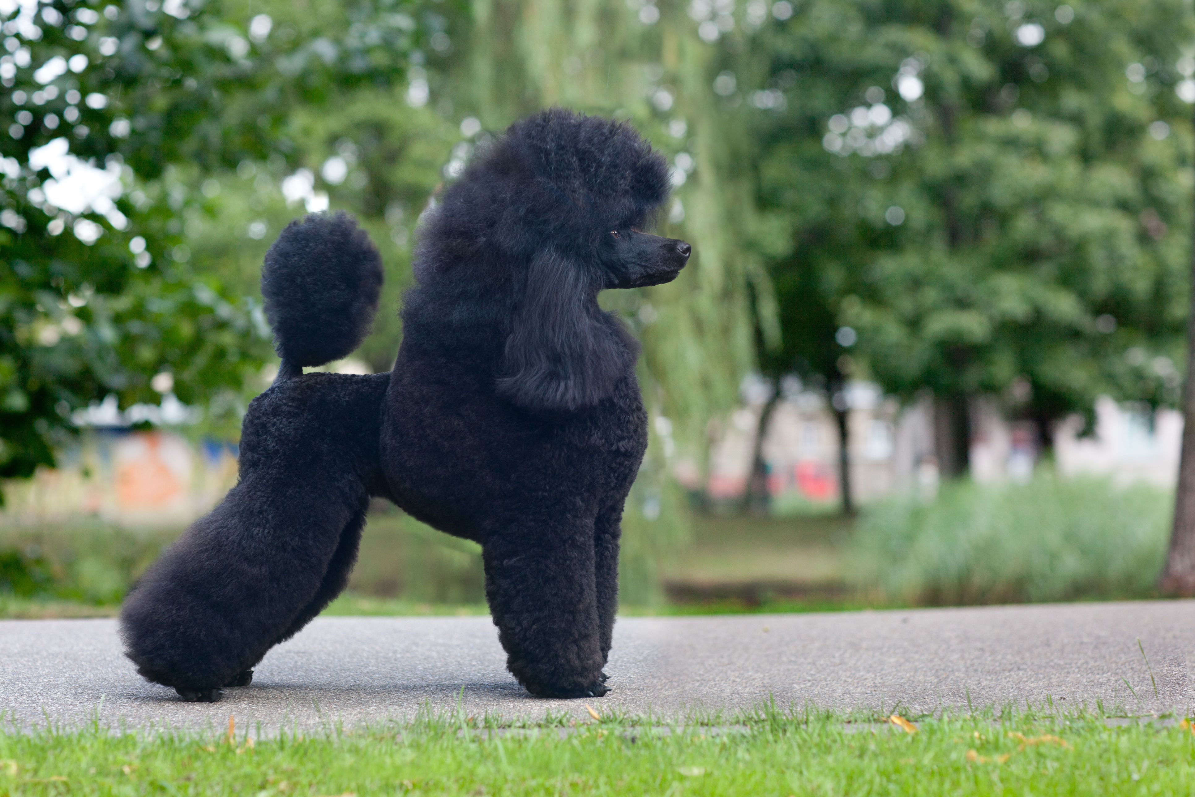 Schwarzer, eleganter Königspudel | Credit: iStock.com/Laitho