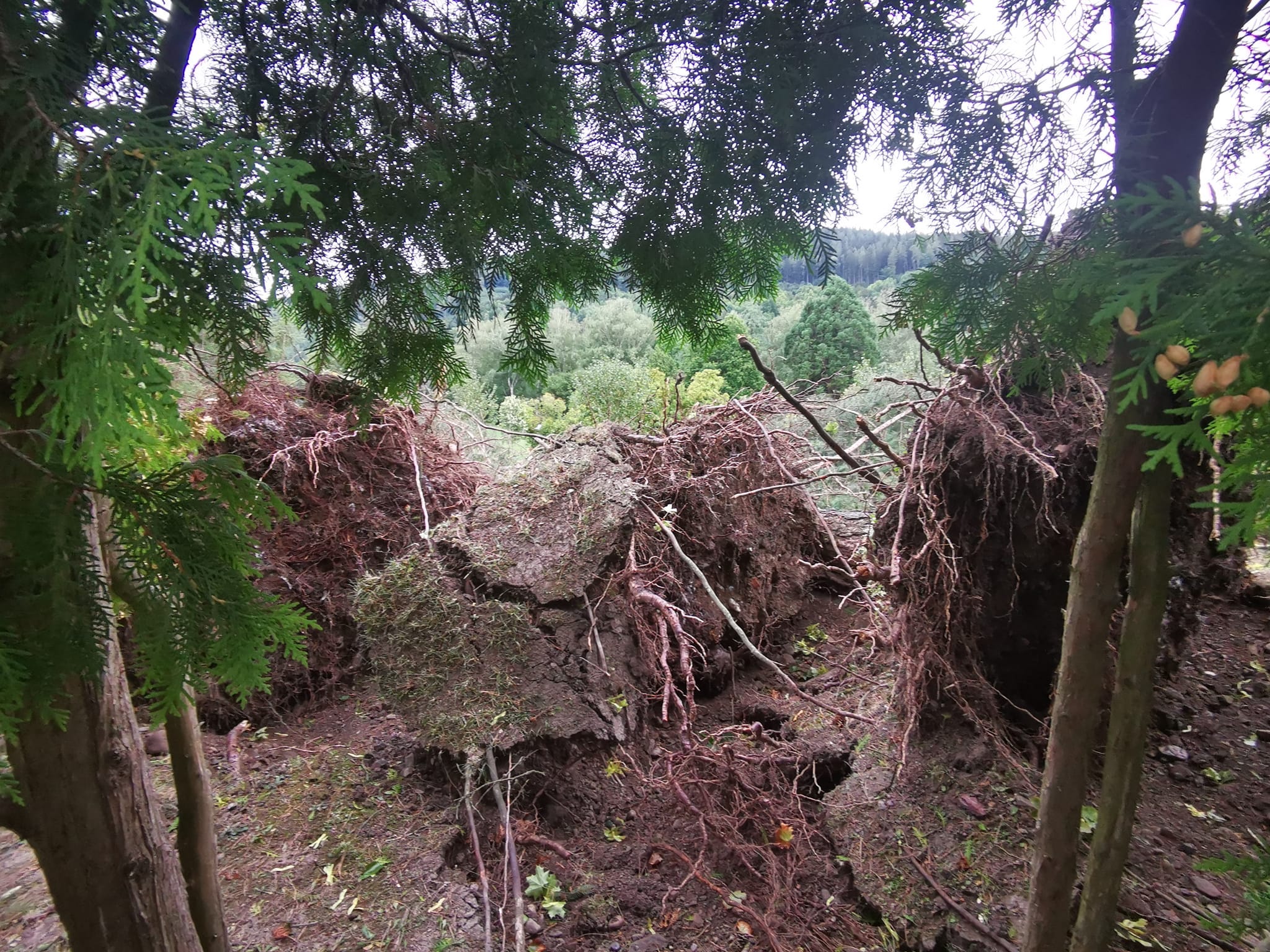 Schäden im Wald