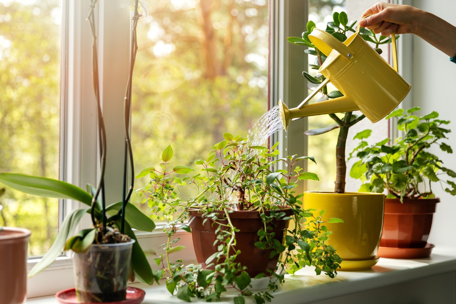 Pflanzen stehen auf einem Fensterbrett | Credit: iStock.com/ronstik