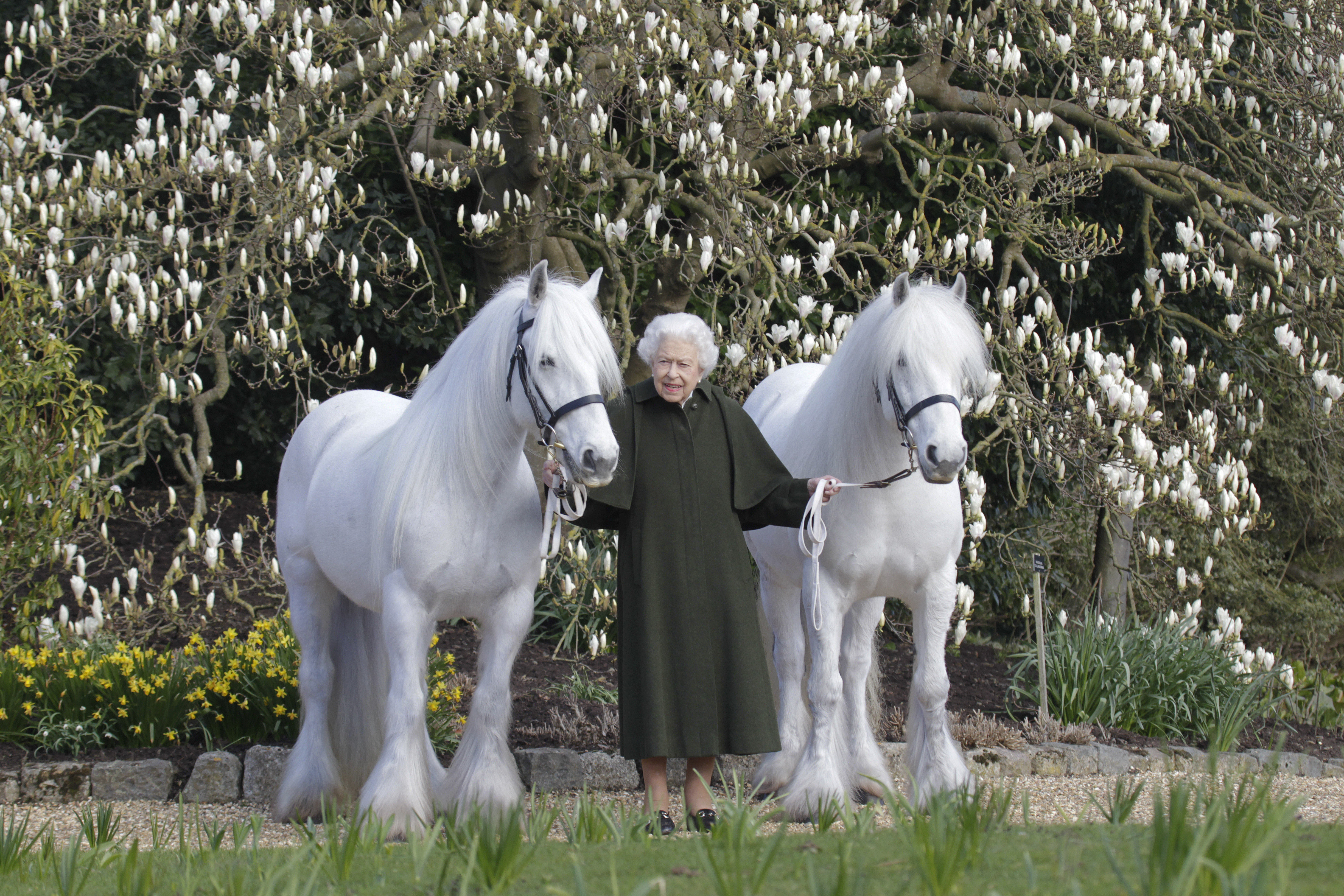 Die Queen mit zwei schneeweißen Ponys
