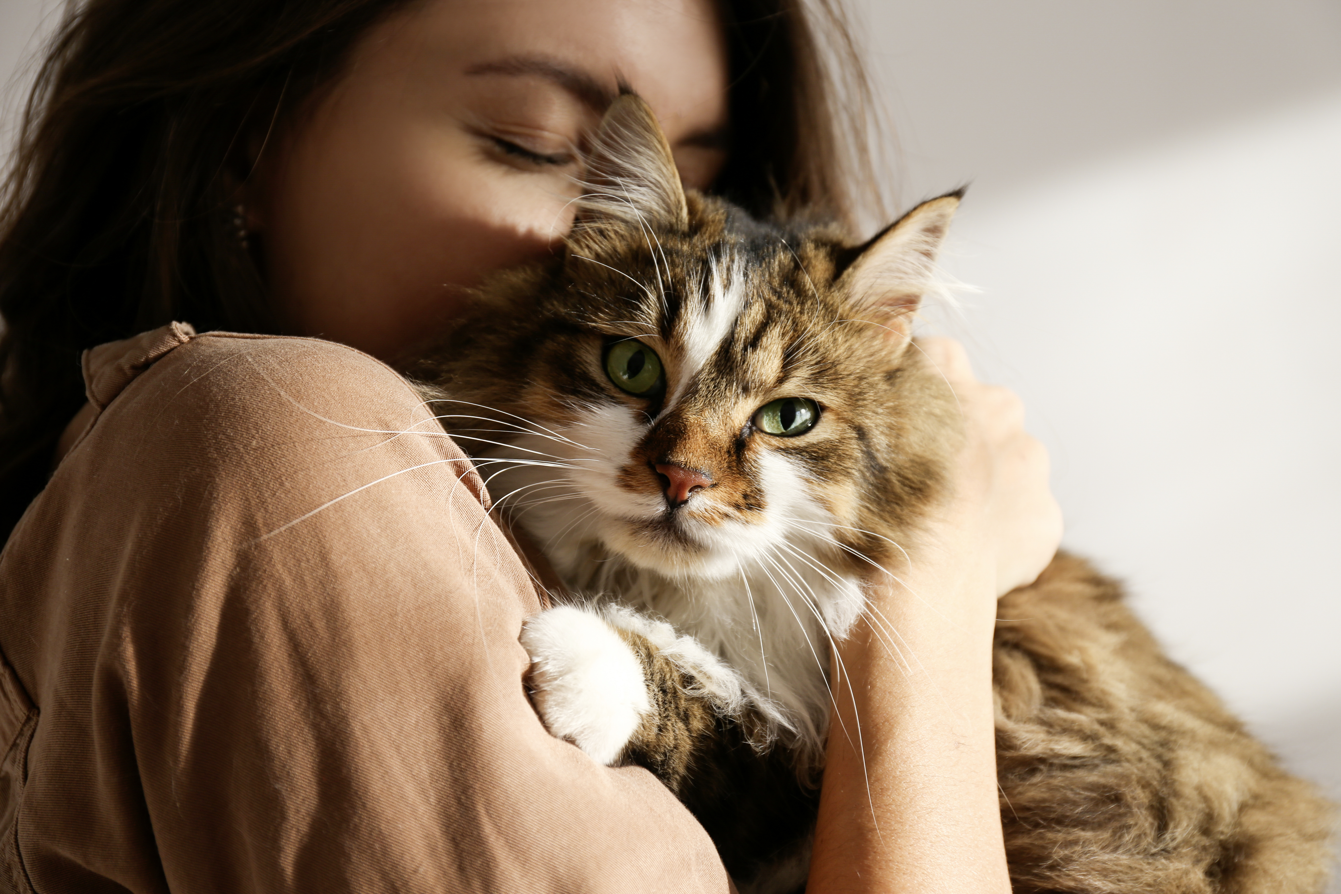 Katze