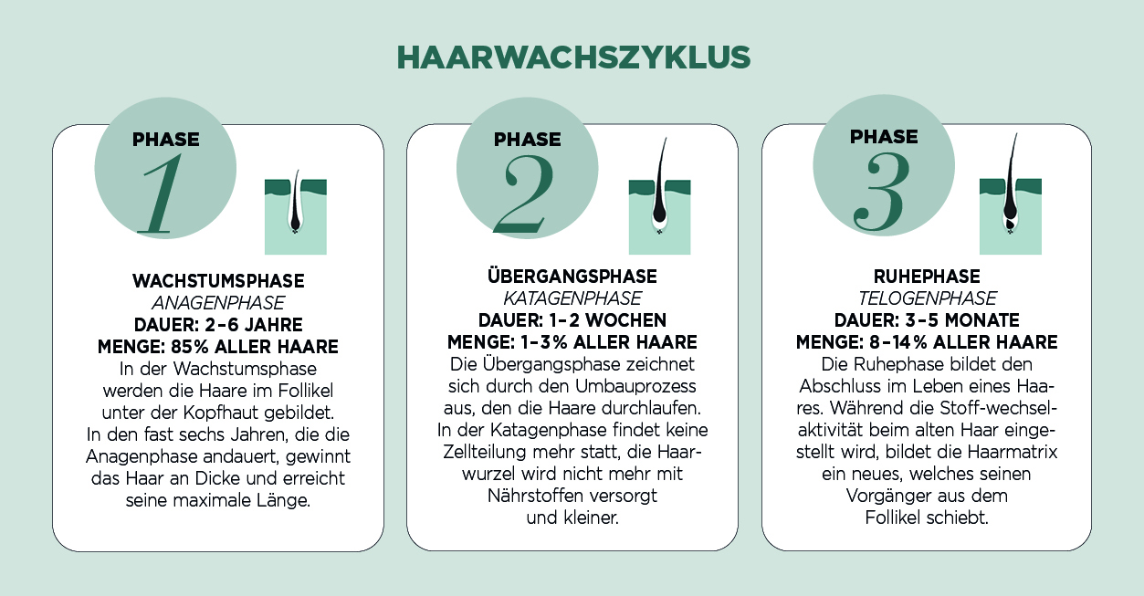 Haarzyklus