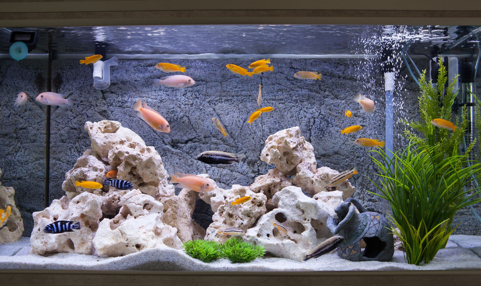 Fische im Aquarium | Credit: iStock.com/Czanner