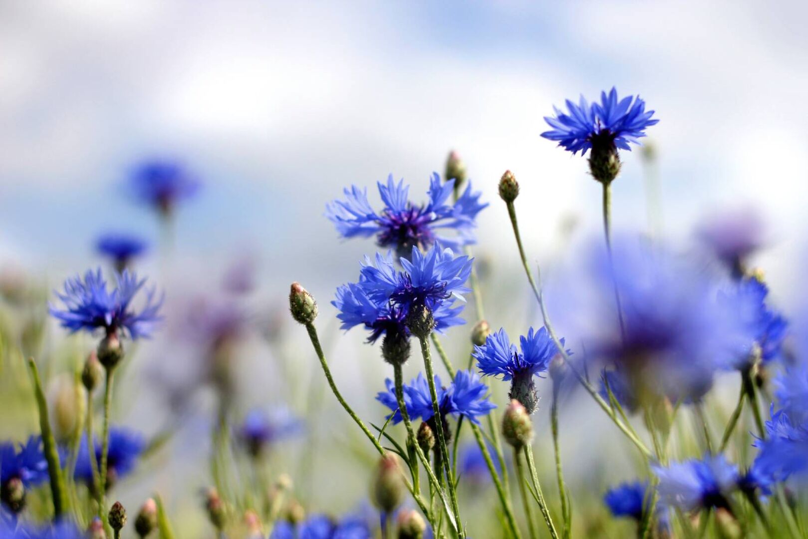 Kornblumen auf der Wiese | Credit: iStock.com/OttoKrause