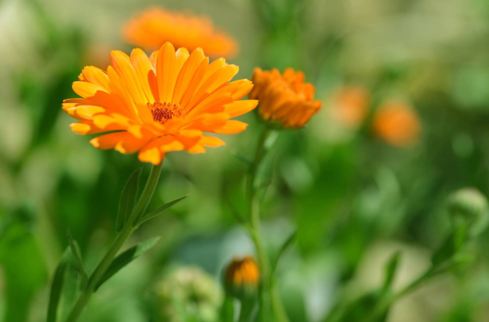 Ringelblumen auf der Wiese | Credit: iStock.com/vencavolrab
