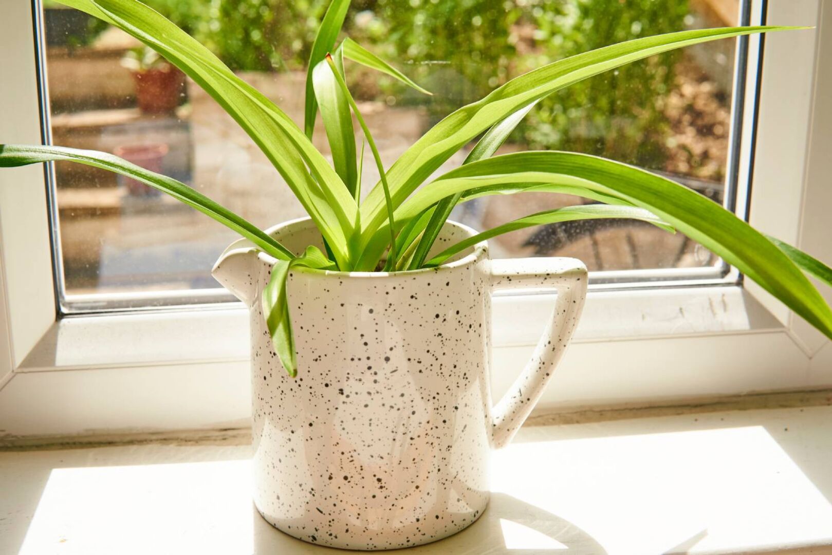 Grünlilie | Credit: iStock.com/Anya Why