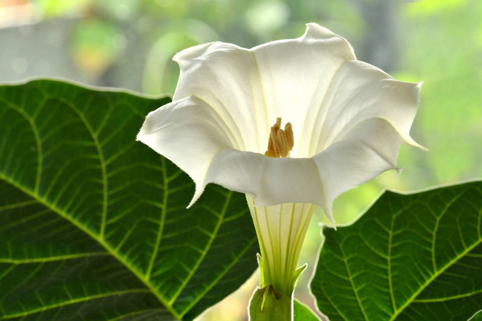 Mondblume | Credit: iStock.com/HansJoachim