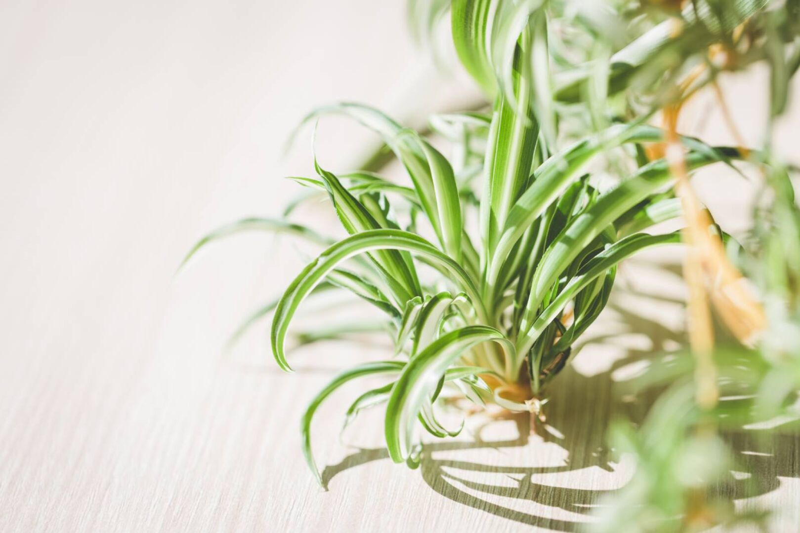 Grünlilie | Credit: iStock.com/Zolga_F