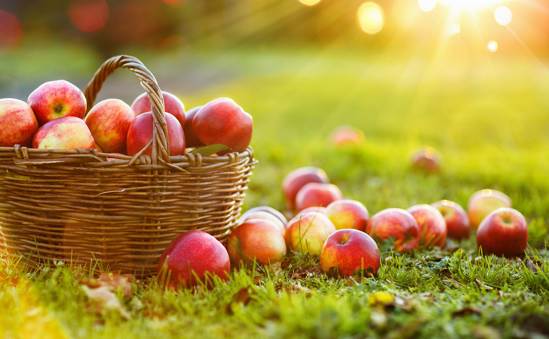 Korb mit Äpfeln am Gras in der Sonne