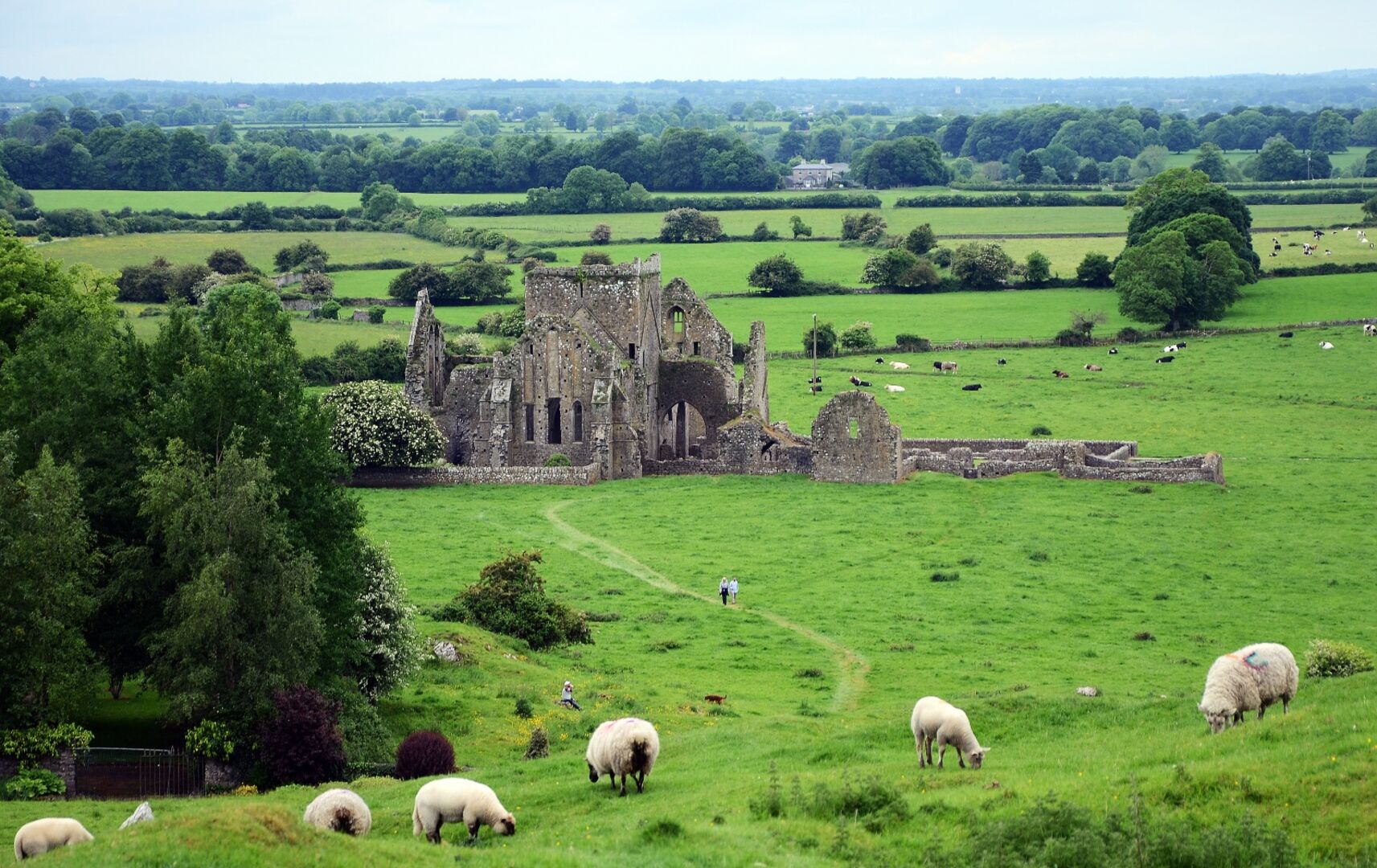 Schafe in Irland | Credit: iStock.com/ valynnt