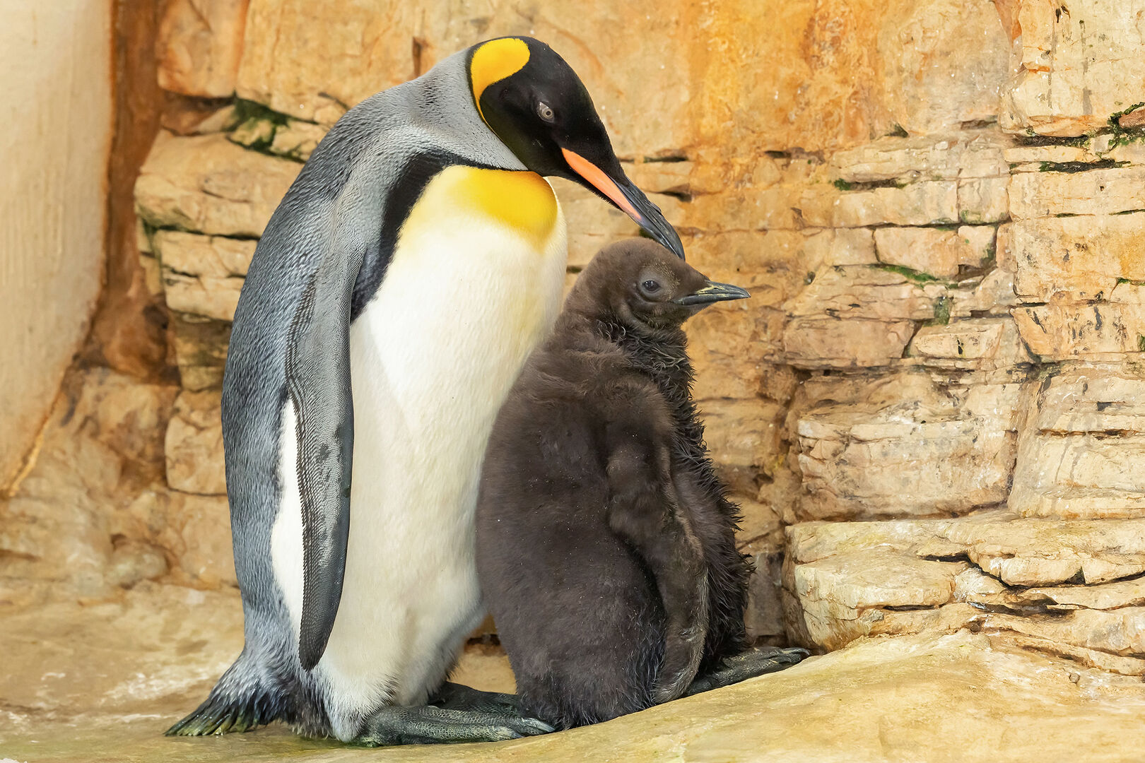 Königspinguin-Baby in Schönbrunn | Credit: Daniel Zupanc