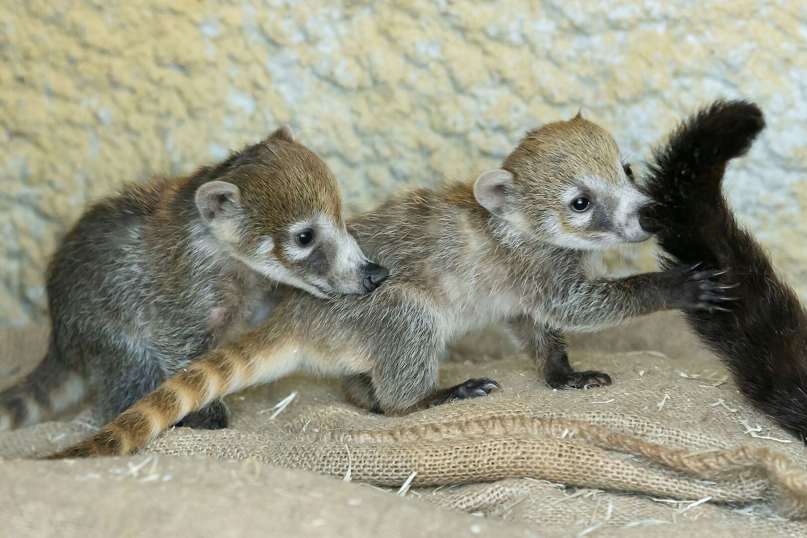 Nasenbären-Babys in Schönbrunn | Credit: Daniel Zupanc