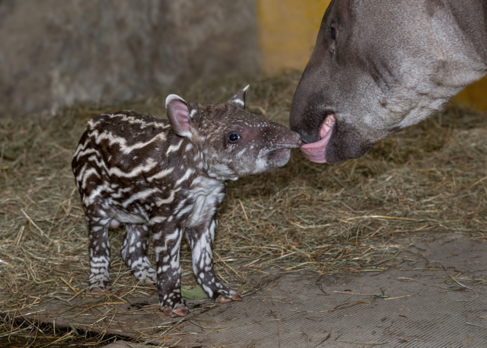 Allererstes Tapirbaby im Zoo Schmiding geboren