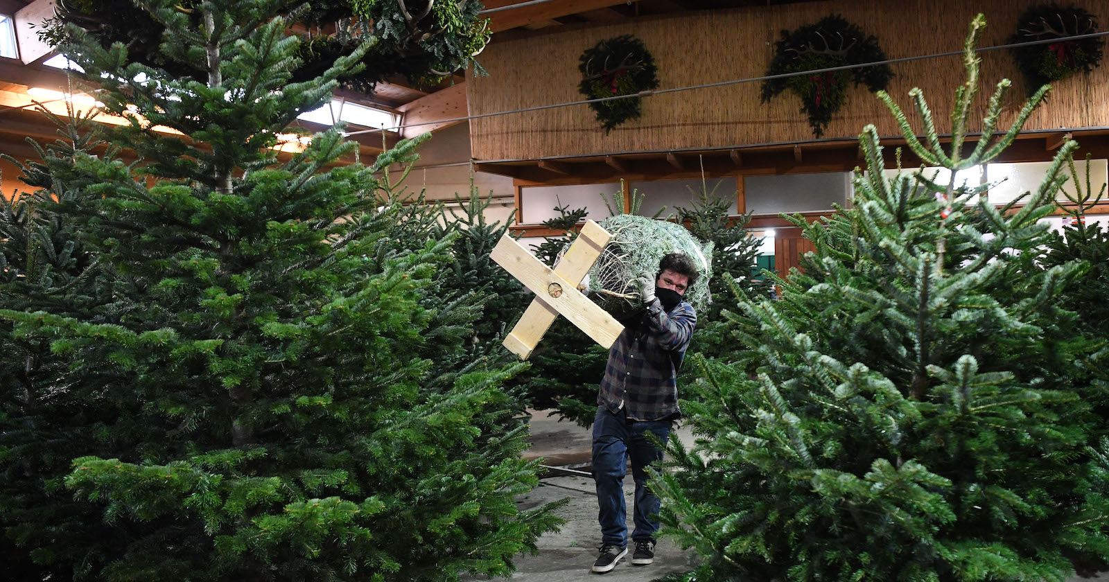 Christbaum Verkauf I Credit: HELMUT FOHRINGER/APA/picturedesk.com