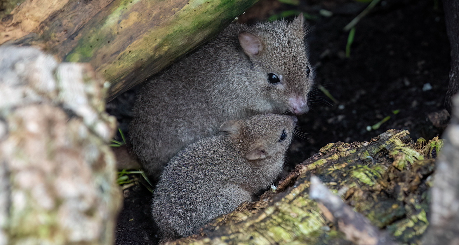 Zwei Bürstenschwanz-Rattenkängurus kuscheln miteinander | Credit: Dominik Moser