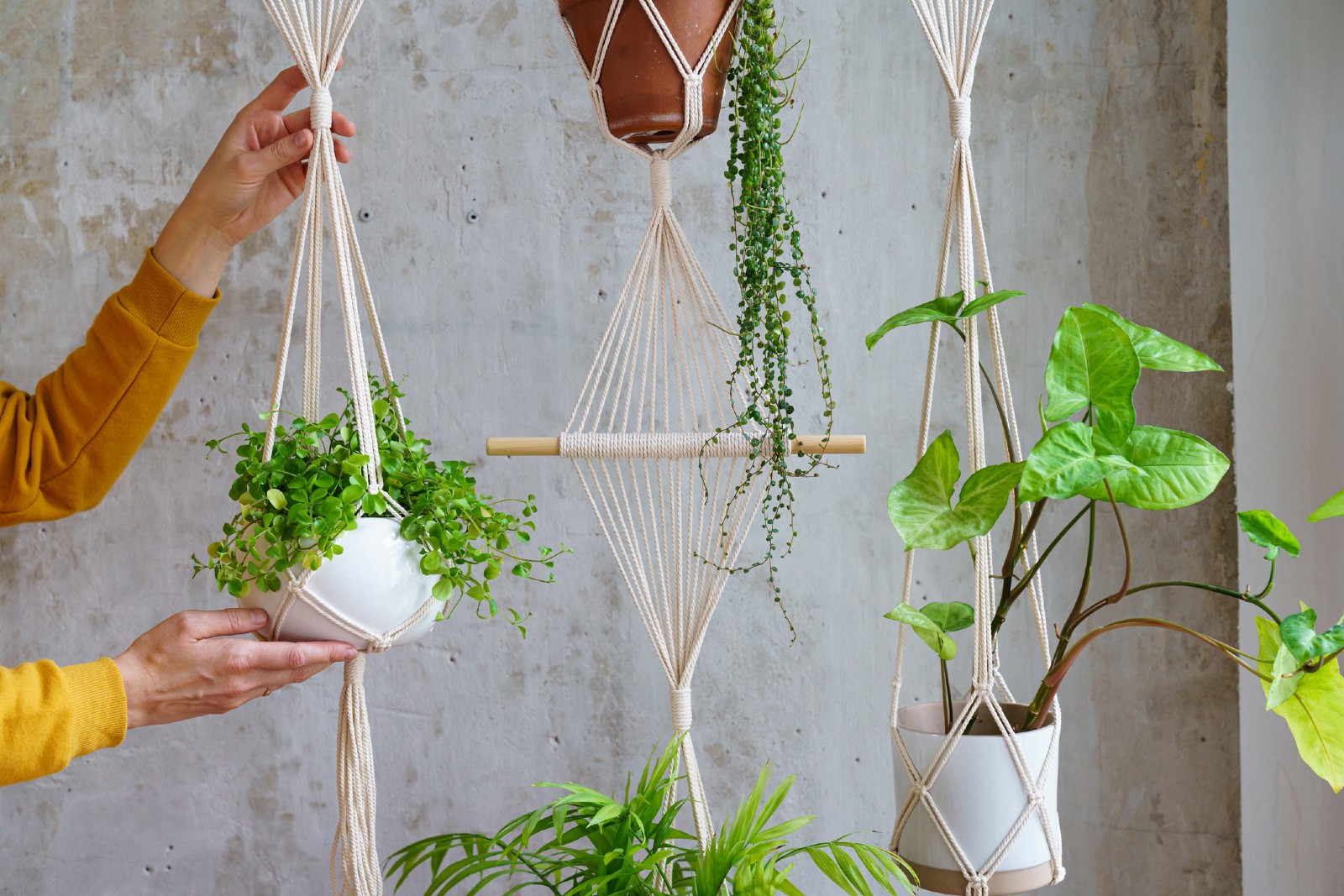 Drei Makramee-Blumenampeln hängen an einer Wand | Credit: iStock.com/Dima Berlin