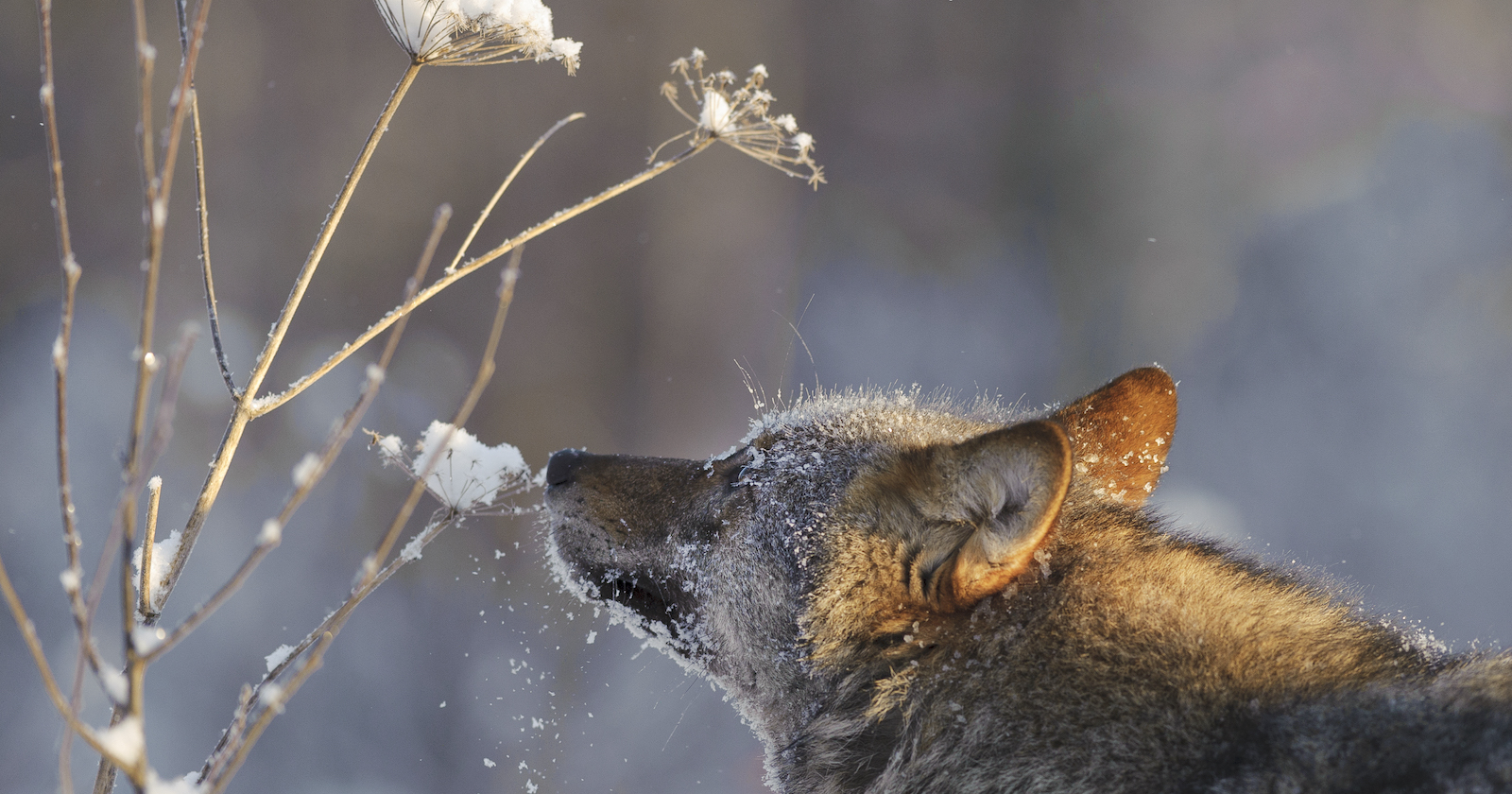 Wolf n Schneelandschaft mit Nase an Strauch