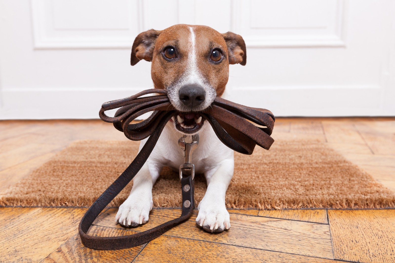 Hund sitzt mit Leine im Mund auf einem Teppich | Credit: iStock.com/damedeeso