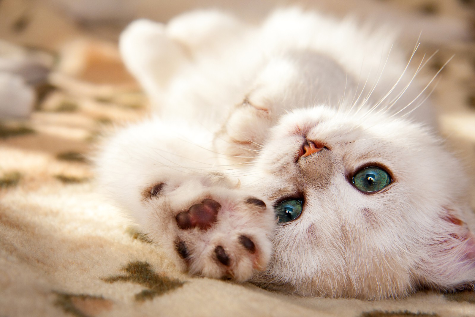 Katze liegt am Rücken auf einer Decke | Credit: iStock.com/SunRay BRI Cattery RU