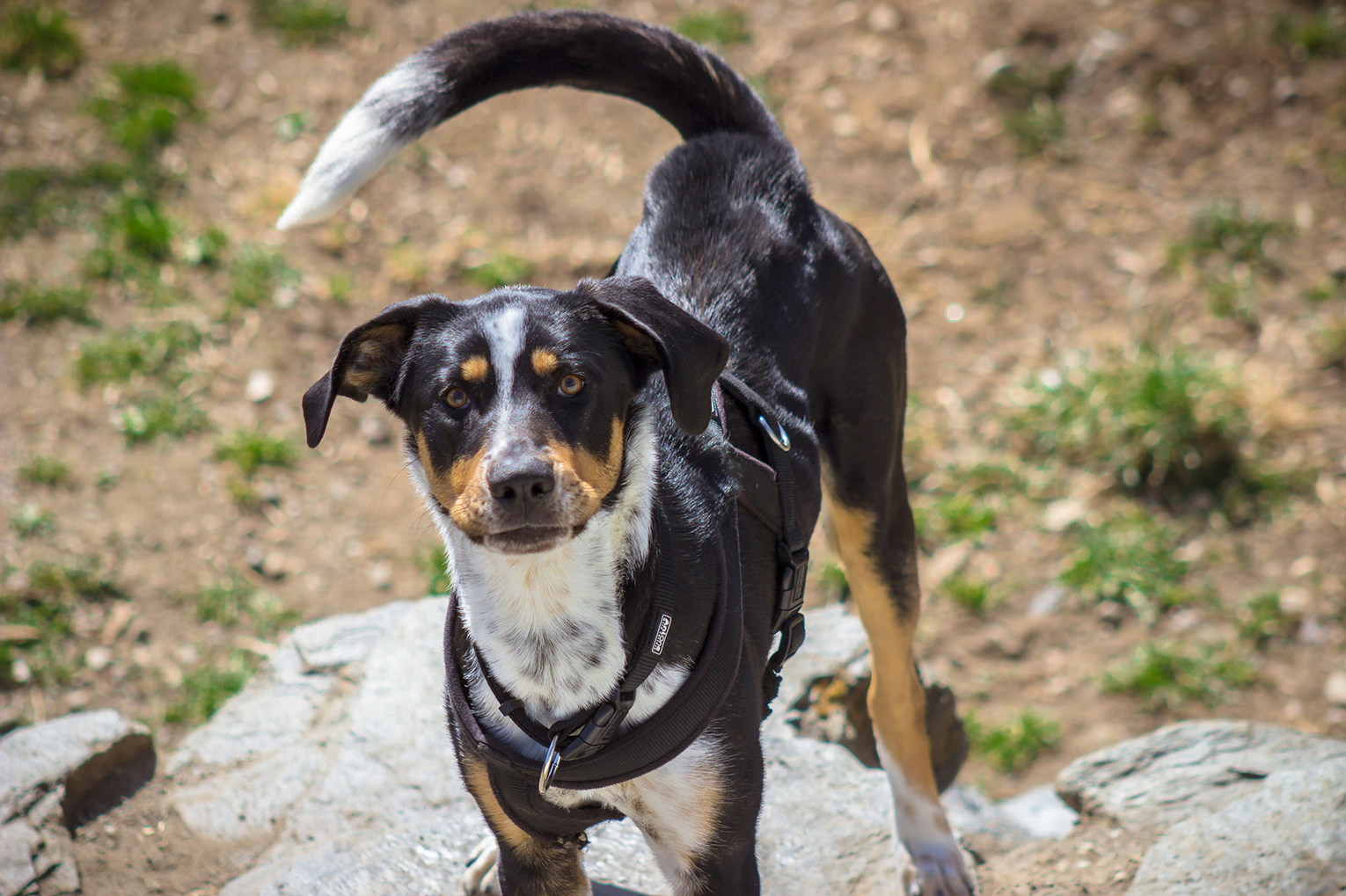 Straßenhund Enzo