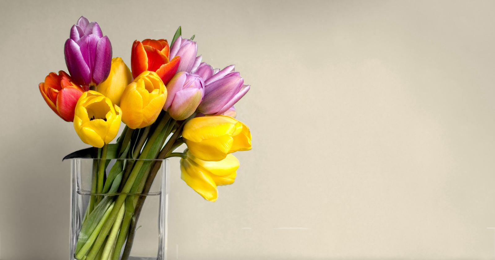 Tulpen I Credit: iStockphoto.com/debreny