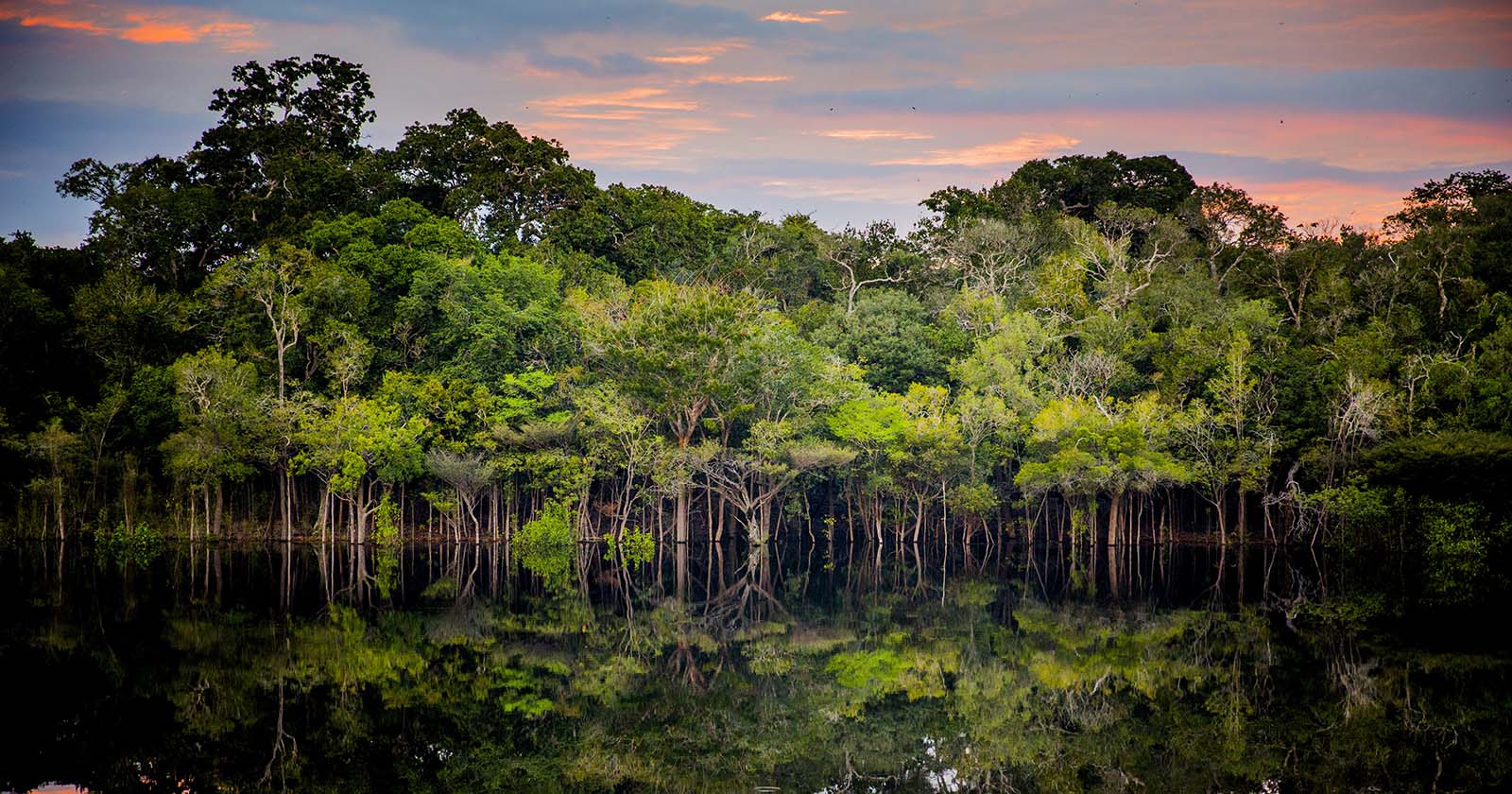 Amazonas Regenwald bei Sonnenuntergang | Credit: iStock.com/Anna Carolina Negri