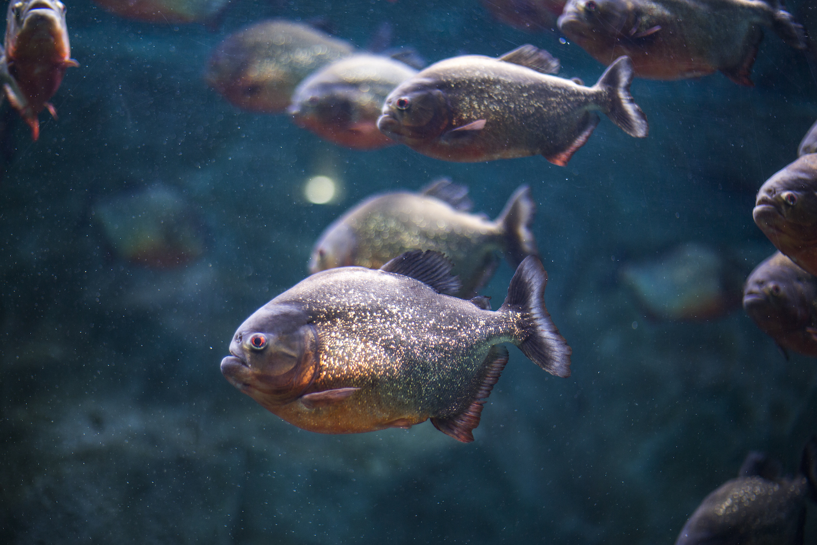 Piranha