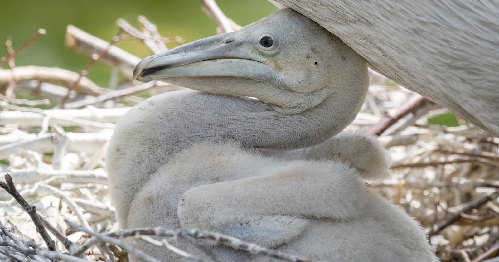 Pelikan-Küken wird von Muttertier beschützt | Credit: Daniel Zupanc