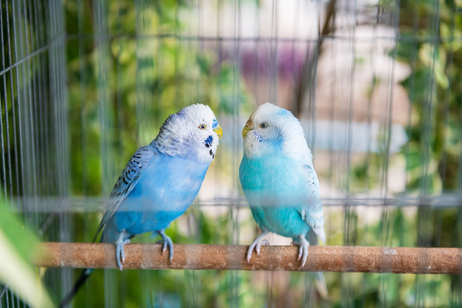 Zwei Wellensittiche sitzen zusammen auf einer Stange | Credit: iStock.com/blanscape