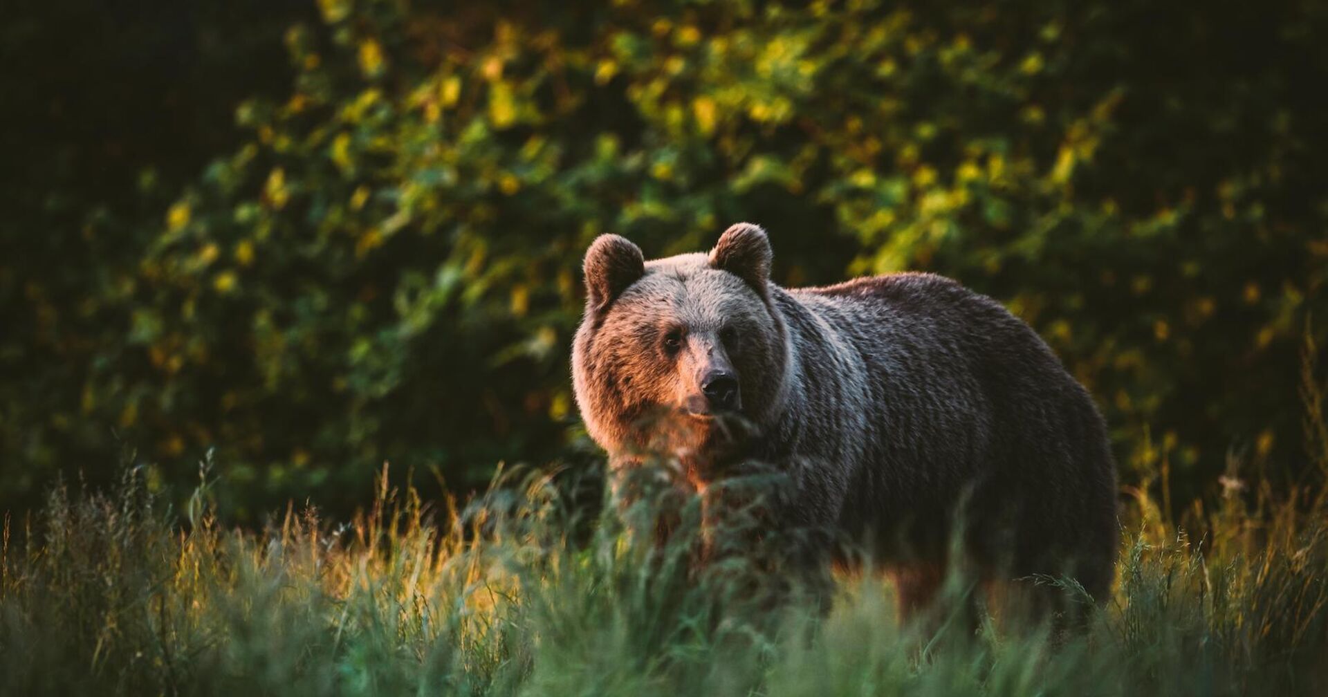 Freilebender Bär auf einer Lichtung.