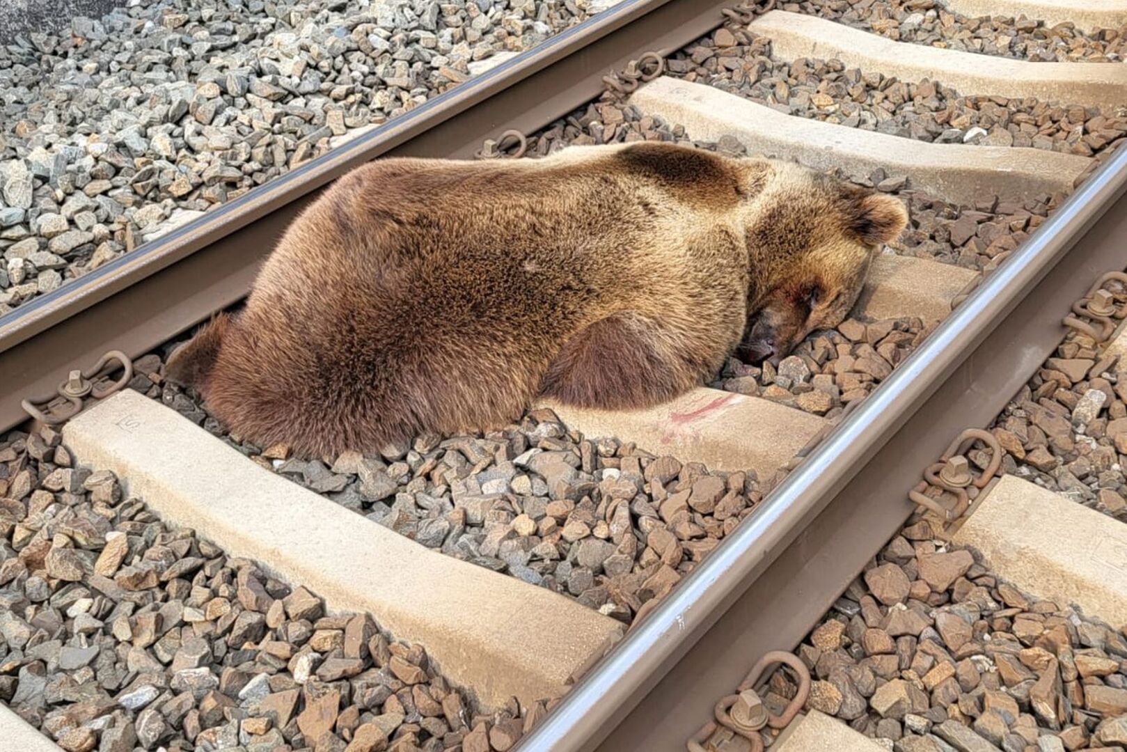 Toter Bär auf dem Zuggleis.
