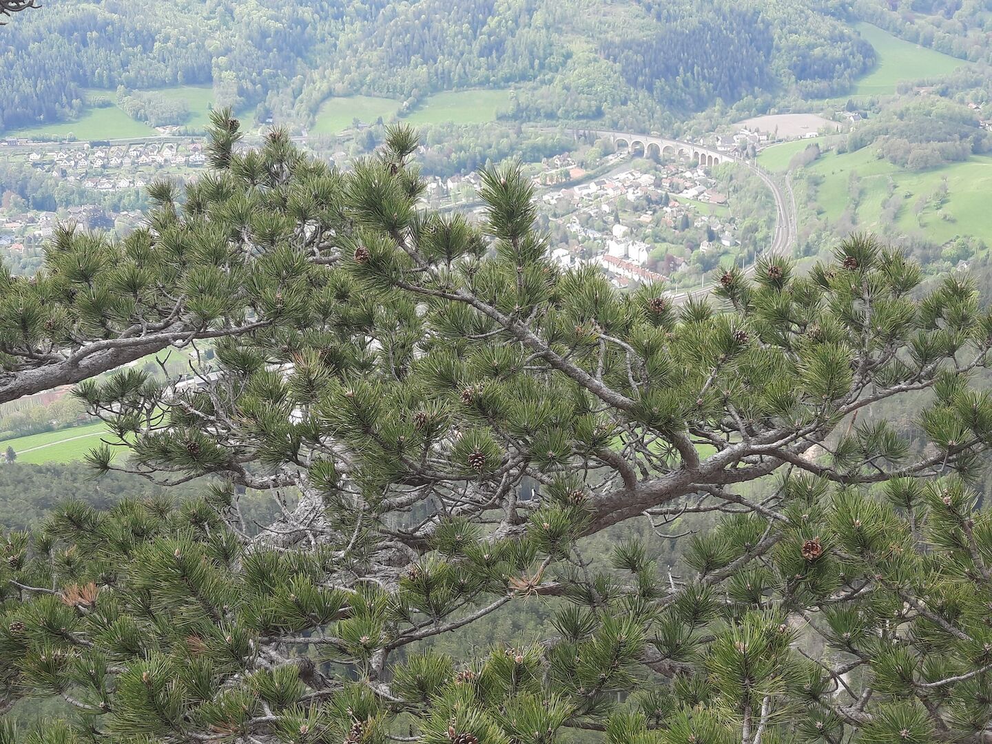 Payerbach