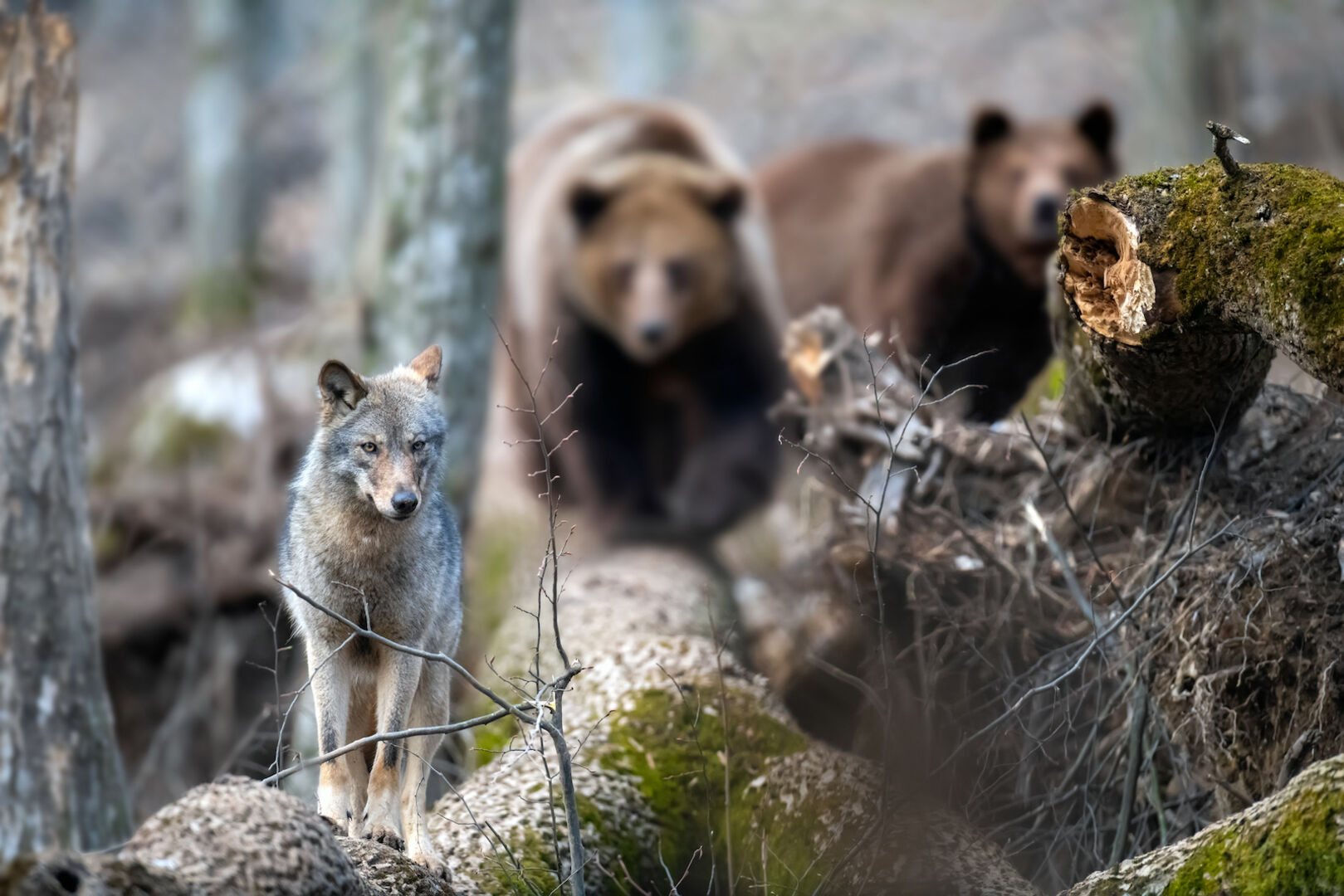 Ein Wolf und zwei Bären im Wald.