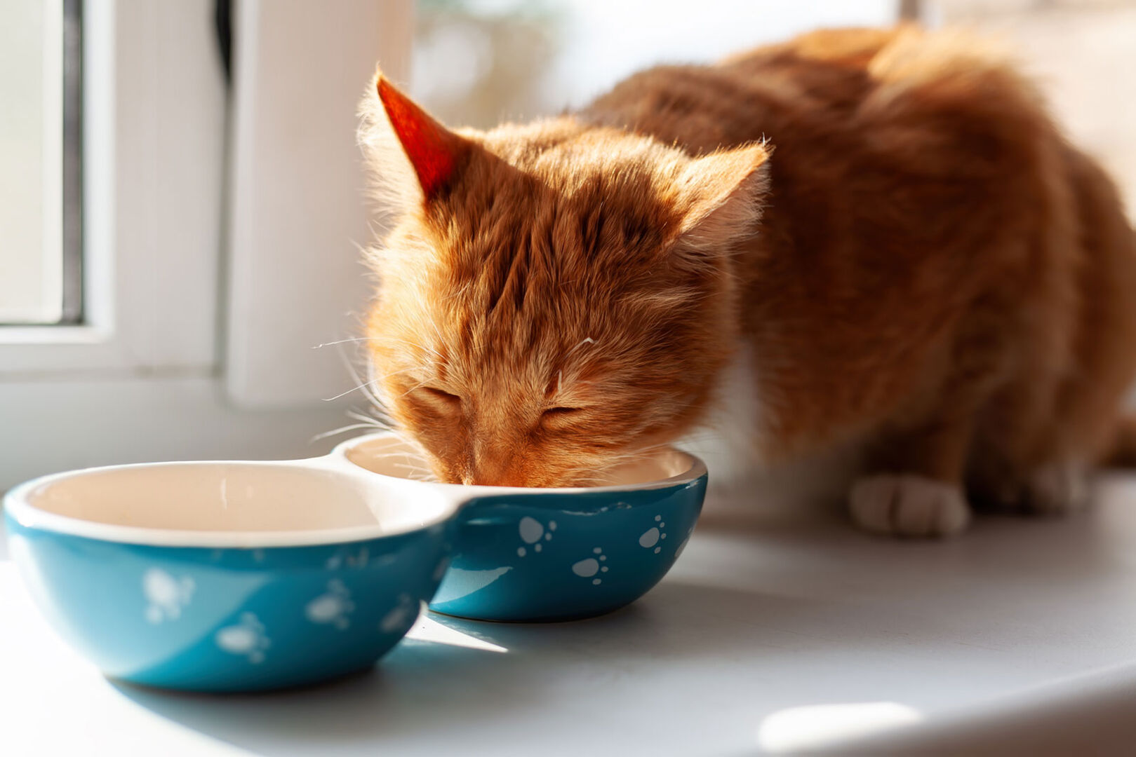 Katze beim Fressen | Credit: iStock.com/Irina Nedikova