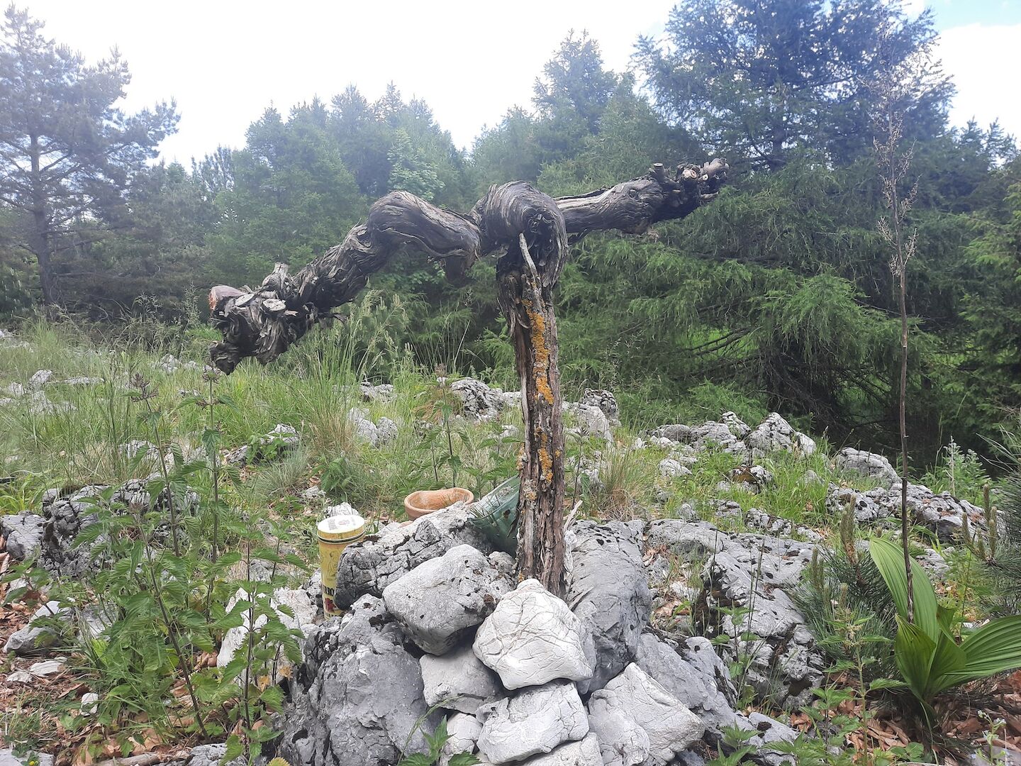 Vordere Mandling